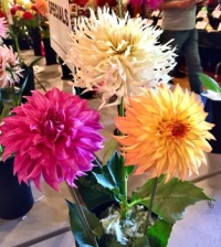 From a Dahlia Show - 3 colors?? Wow