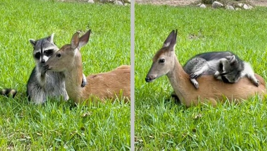 Rescued racoon forms a friendship with orphaned Deer.