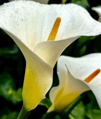 Arum Lily