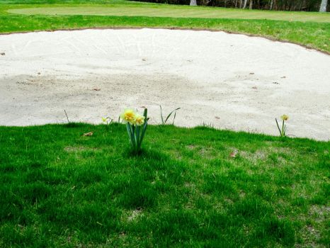 Daffodils by the sand trap