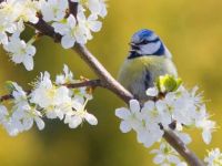 spring bird