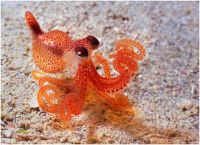 Miniature octopus. Wouldn't it be cool to have him in your aquarium?
