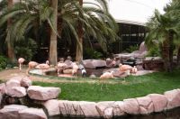 Flamingo Hotel, Las Vegas