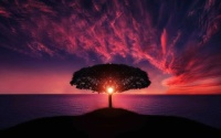 beautiful Silhouette of Tree