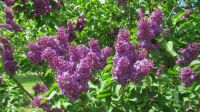 2013-05-20 lilacs in our back yard