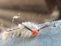 Crazy caterpillar
