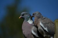 Mother and baby wood pigeon