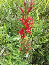 Cardinal flower