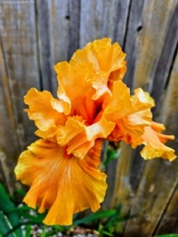 Sun Glow Iris