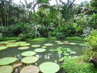 LILY PADS - ORCHID GARDENS - SINGAPORE