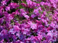 Flox
