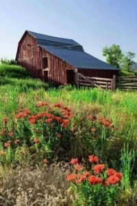 Barn with Poppies