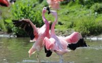 Flamingó szerelem