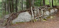 Roots and rock, Franconia Notch, NH