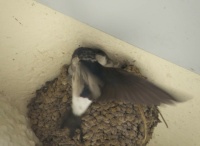 Housemartins 3