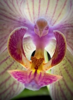 Moth Orchid or Bird of Paradise?