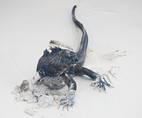 Young Iguana
