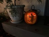 Cat Angel Pumpkin