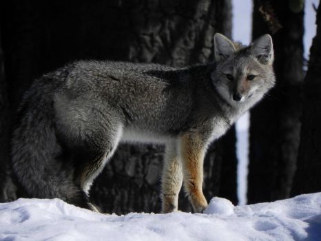 South American gray fox (Lycalopex griseus), or the Patagonian fox, or the chilla by Mono
