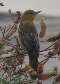 Young Hooded Oriole on verbena in front of the office window, San Marcos, California