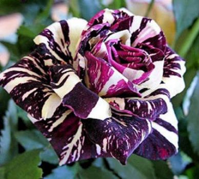 Black Dragon Rose