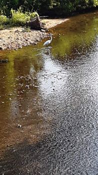 Crane came to visit