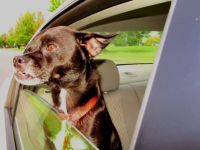 For Nancy, then back to studying.  Ringo snaggle-tooth in the car!