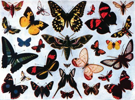 Americana_1920_Butterfly_-_Butterflies_and_Moths_(color)
