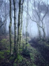 Spooky Woods
