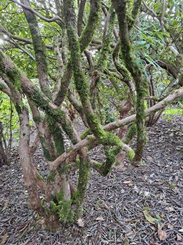 Rhododendron trunks