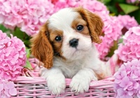 PUP IN PINK FLOWERS.