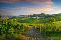 Wine district