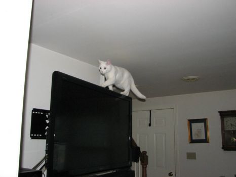 One of Blizzards favorite past times