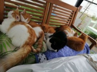 alle 6 Katzen - all 6 cats