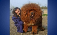 Big Dog  -   Tibetan mastiff