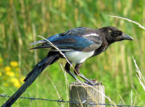 Solve juvenile magpie (jonge ekster) jigsaw puzzle online with 63 pieces