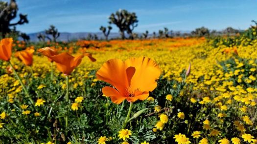 Antelope Valley - California in bloom