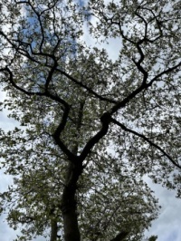 Pretty flowery tree