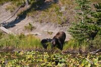 Black Bears Yellowstone National Park