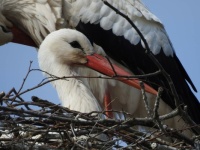 Stork on the nest (Ooievaar, NL)