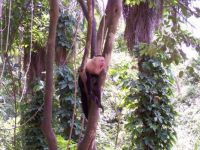 Monkey In the Tree