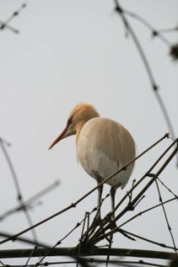 🕊️🦩 Birds in Nepal 🦩🕊️