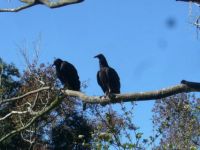 black vultures just hanging around