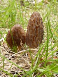 mushrooms_Morchella angusticeps