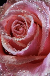 Rose Bloom with Water Drops