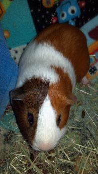 Dexter the guinea pig