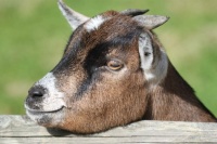 Goat wants food