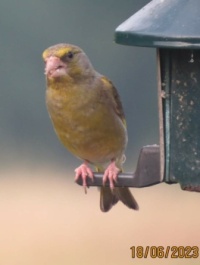 Greenfinch having a meal.