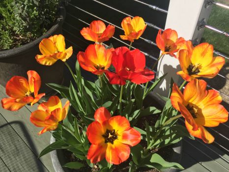 Tulips in a Pot
