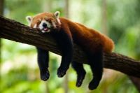 Red Panda (Never Drinking Alcohol Again) 